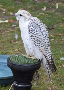 2025-Mountsorrel-Revival-342